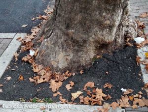 Fabrica di Roma - Asfalto ai piedi di un albero