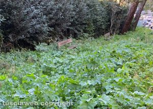 Viterbo - Via Vicenza - Panchine sommerse dalle erbacce