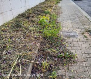 Viterbo - Erba tagliata in via del Piunturicchio