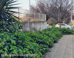 Viterbo - Erbacce in via Raffaello