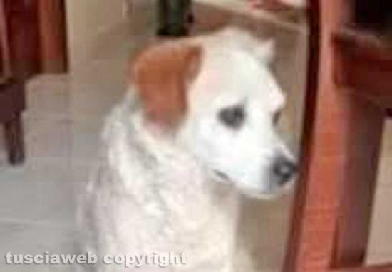 Vasco e Brisky i cagnolini smarriti