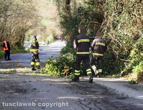 Alberi caduti su strada provinciale Ronciglionese - I vigili del fuoco