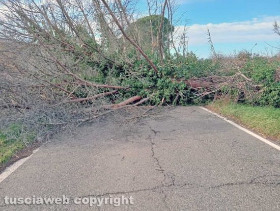 Montefiascone - L'albero caduto in via del Lago