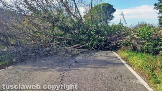 Montefiascone - L'albero caduto in via del Lago