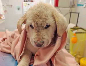 Cerveteri - Cucciolo di pastore maremmano finisce in un pozzo e viene salvata