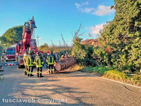 Montefiascone - L'albero caduto in via del Lago - Le operazioni di rimozione