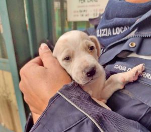 Cava de’ Tirreni - Getta due cuccioli in un torrente gelido, intervento della polizia locale