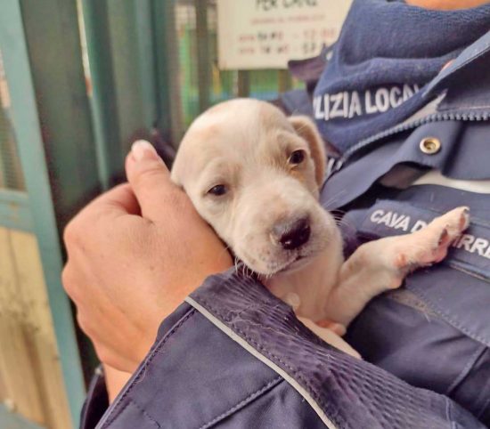 Cava de’ Tirreni - Getta due cuccioli in un torrente gelido, intervento della polizia locale