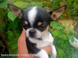 Il chihuahua smarrito a Cura di Vetralla