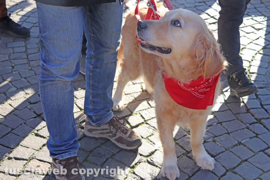 Viterbo - “Passeggiata di Natale con i Golden retriever”