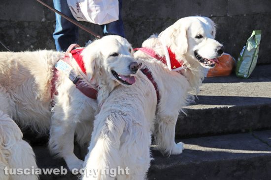 Viterbo - “Passeggiata di Natale con i Golden retriever”