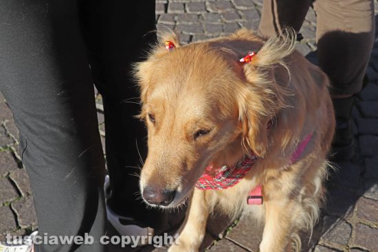 Viterbo - “Passeggiata di Natale con i Golden retriever”Viterbo - “Passeggiata di Natale con i Golden retriever”