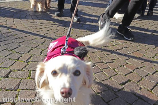 Viterbo - “Passeggiata di Natale con i Golden retriever”