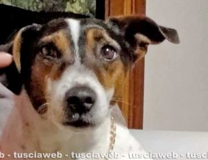 Rudy, il jack russell ucciso