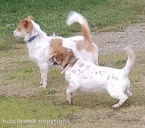 Viterbo - I cagnolini ritrovati in zona Rinaldone