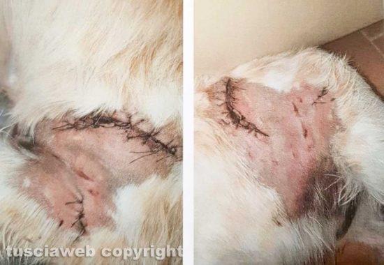 Vetralla - Alcune delle ferite riportate dal cane Giggetto