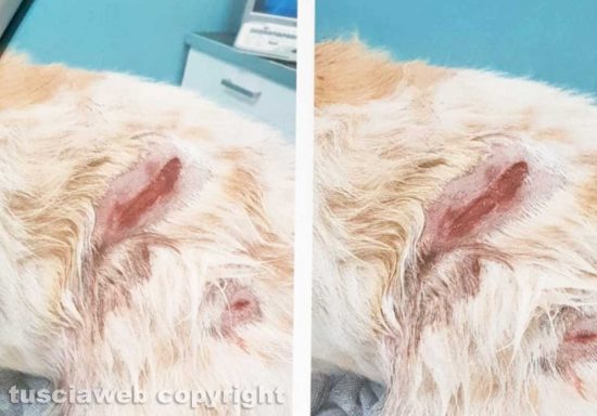 Vetralla - Alcune delle ferite riportate dal cane Giggetto