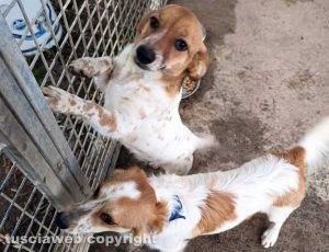 I due cagnolini smarriti vicino l'Ipercoop