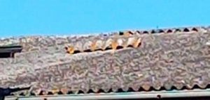 Tetti in amianto crollati nei vecchi capannoni di Parco Falisc