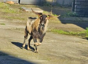 Vasanello - Un becco in giro per il paese