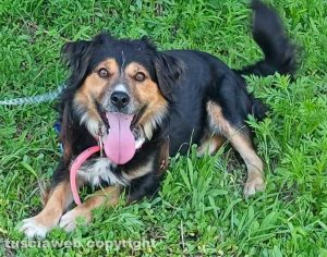 Il cane Lampone