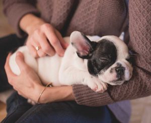 Un cucciolo di cane - Immagine di repertorio