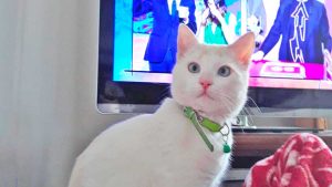 Fiocco, il gatto falciato a Montalto