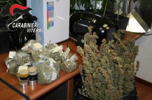 Faleria - La marijuana sequestrata