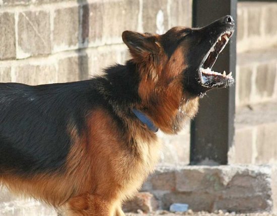 Un pastore tedesco - Immagine di repertorio