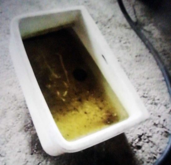 Le ciotole dell'acqua al rifugio per cani di Orte