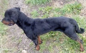Cani malnutriti al rifugio di Orte - Un rottweiler