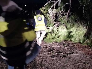 Alberi e rami caduti a Tarquinia
