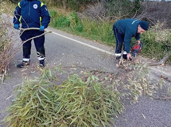Alberi e rami caduti a Tarquinia