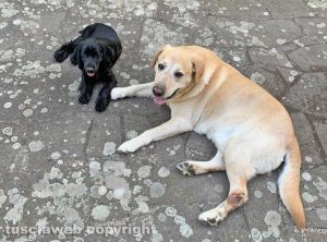 Thor ed Elvis - I due cani smarriti