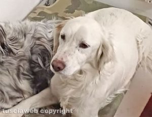 Viterbo - Jack è sparito a mezzanotte da Bagnaia per colpa dei fuochi