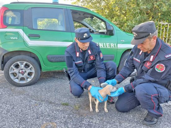 Rieti - In un appartamento 26 cani in precarie condizioni igieniche e sanitarie