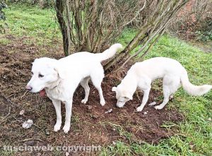 Cellere - Cagnolini in strada regionale 312 Castrense