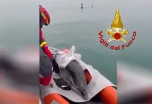 Lignano Sabbiadoro -Delfino intrappolato nella secca, salvato dai vigili del fuoco