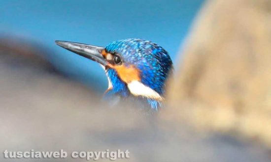Un martin pescatore
