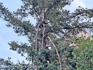 Viterbo - Carmine - L'albero con i rami spezzati