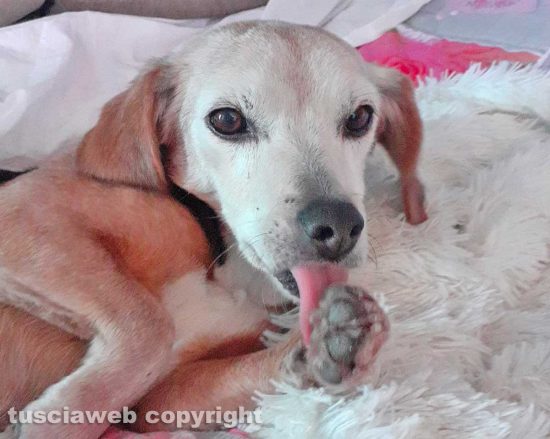 La cagnolina smarrita a Corchiano