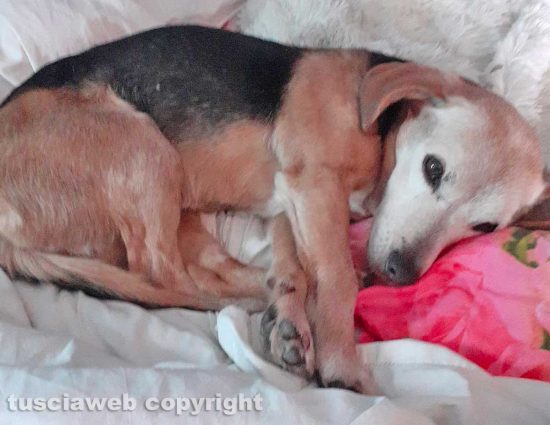 La cagnolina smarrita a Corchiano