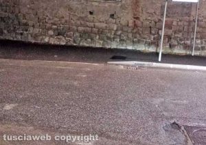 Viterbo - Le strisce pedonali in via Porta Fiorita sbiadite