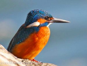 Un martin pescatore