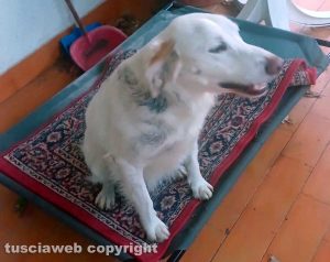 Il cane Jack è stato ritrovato