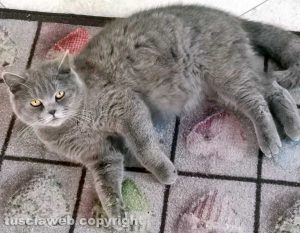 La gatta Mina smarrita