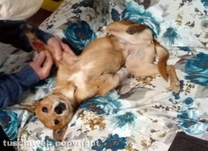 La cagnolina Giada torna a casa dopo 10 giorni