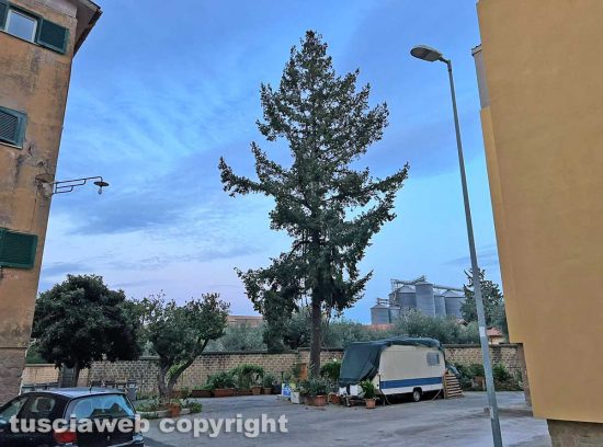 Viterbo - Carmine - L'albero con i rami spezzati