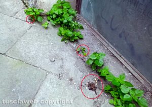 Viterbo - Escrementi in via Sant'Egidio