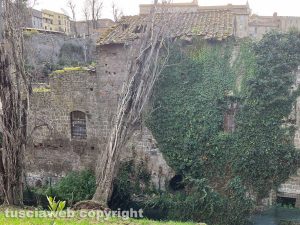 Viterbo - Albero sul tetto della ex chiesa a Valle Faul
